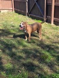 Brocho - A Total Sweetheart - Photo 6