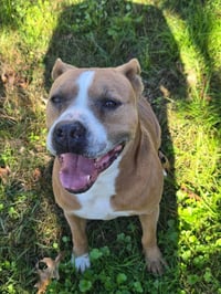Brocho - A Total Sweetheart - Photo 2