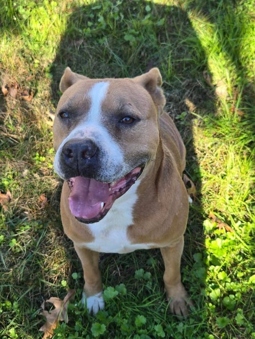 BROCHO - A TOTAL SWEETHEART - American Pit Bull Terrier available for adoption