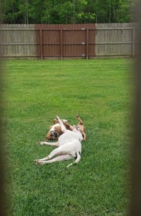 Brocho - A Total Sweetheart - Photo 4