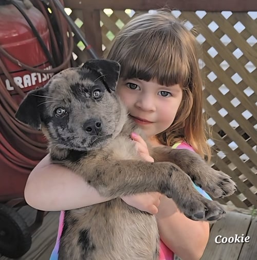 COOKIE- ADOPTION PENDING - Shepherd / Catahoula Leopard Dog available for adoption