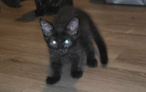 BEAR - CAN BARELY WAIT TO CRAWL INTO YOUR HEART! - American Shorthair available for adoption