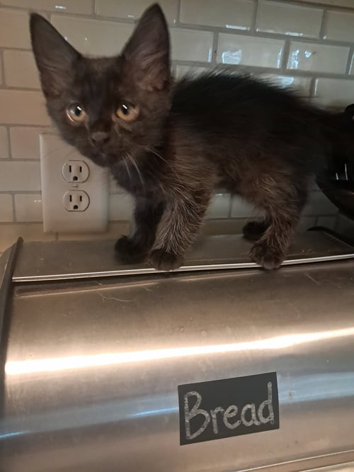 BEAR - CAN BARELY WAIT TO CRAWL INTO YOUR HEART! - American Shorthair available for adoption