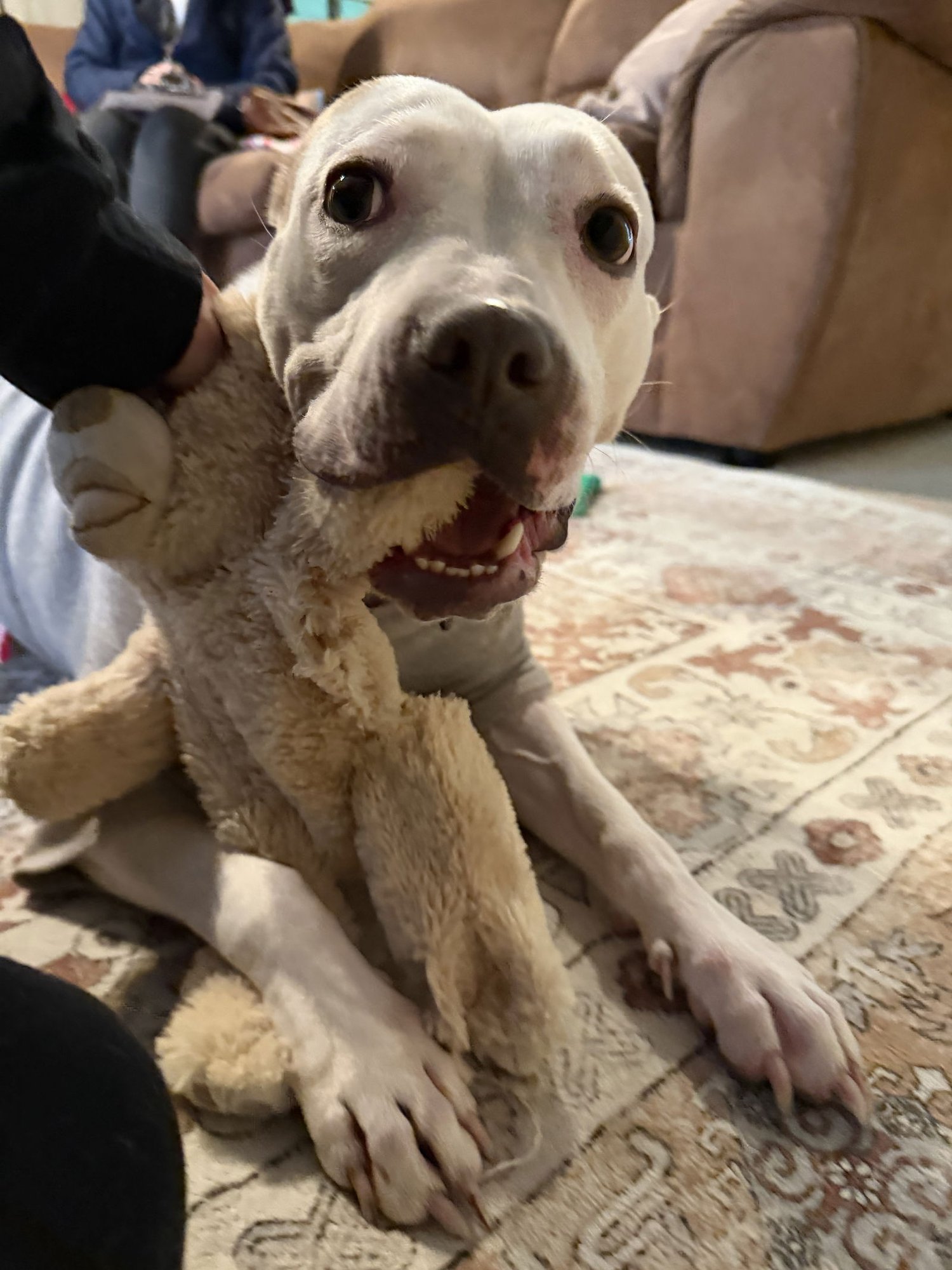 MINNIE - Terrier available for adoption