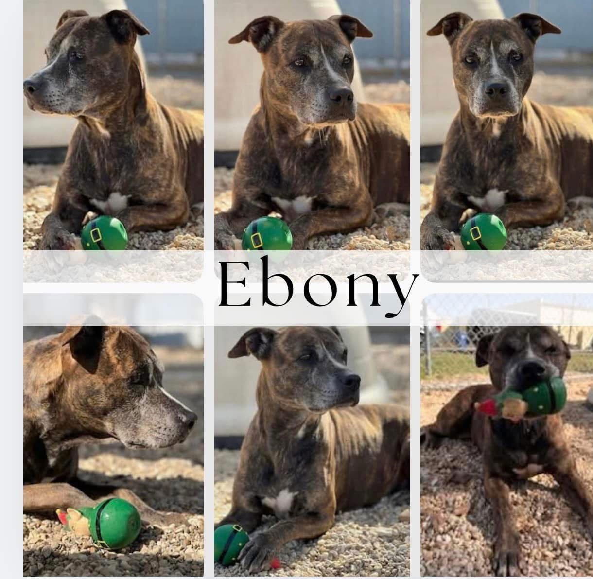 EBONY- SPECIAL SENIOR GIRL - Pit Bull Terrier available for adoption