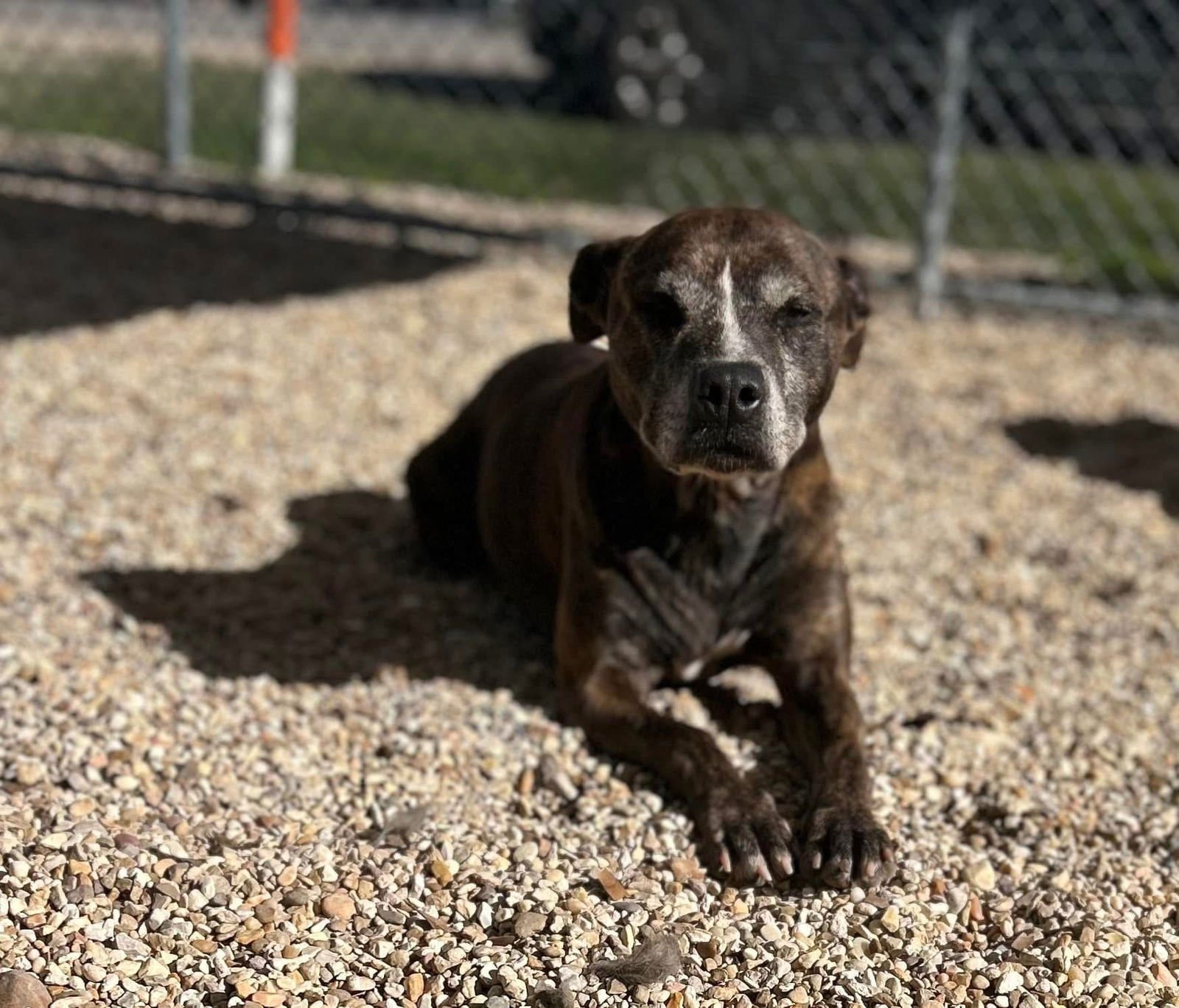 EBONY- SPECIAL SENIOR GIRL - Pit Bull Terrier available for adoption