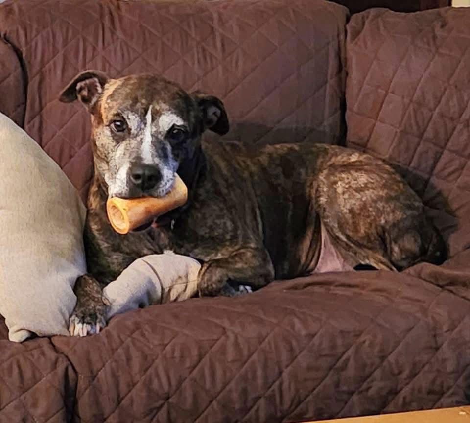 Ebony- special senior girl - Photo 4