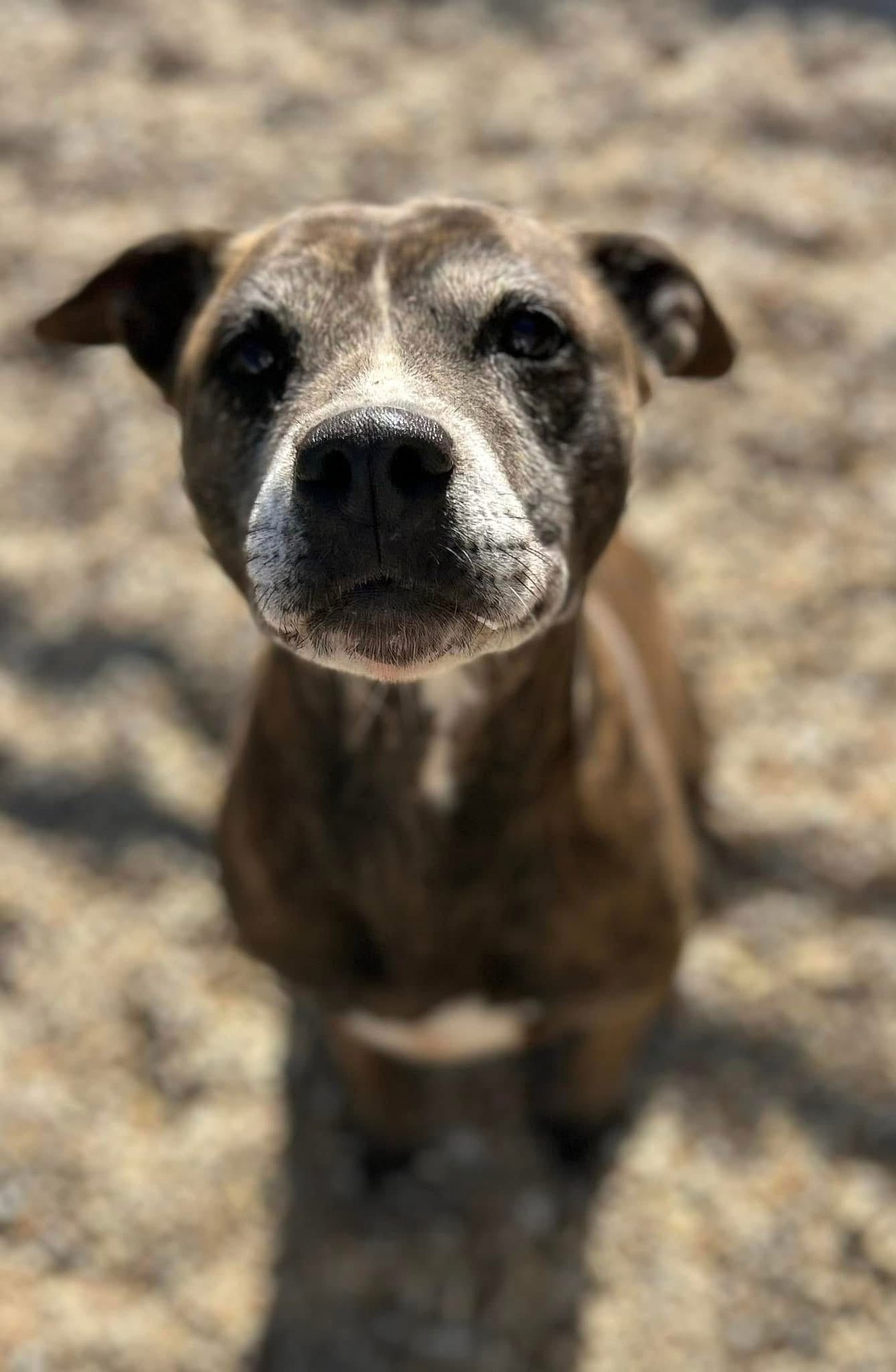 Ebony- special senior girl - Photo 5