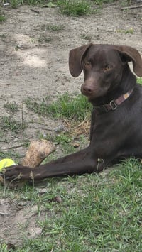 Max- adventure buddy awaits - Photo 1