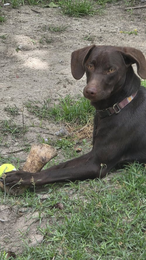 MAX- ADVENTURE BUDDY AWAITS - Labrador Retriever available for adoption