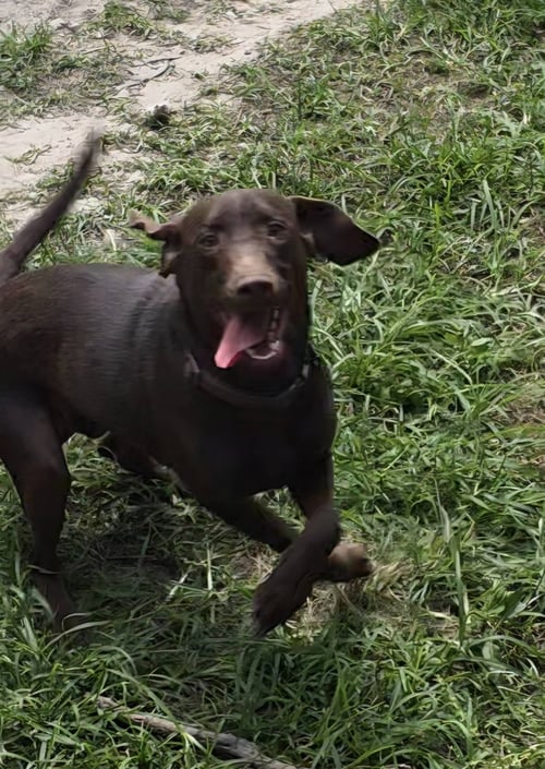 MAX- ADVENTURE BUDDY AWAITS - Labrador Retriever available for adoption