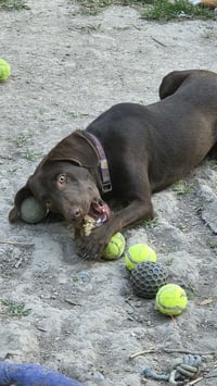 Max- adventure buddy awaits - Photo 3