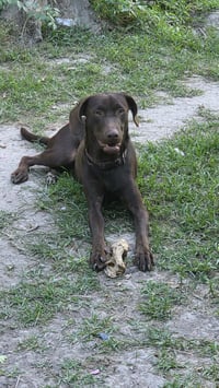 Max- adventure buddy awaits - Photo 4