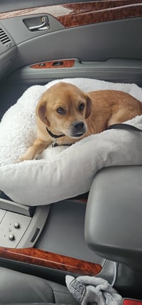 Jax- precious pug - Photo 2