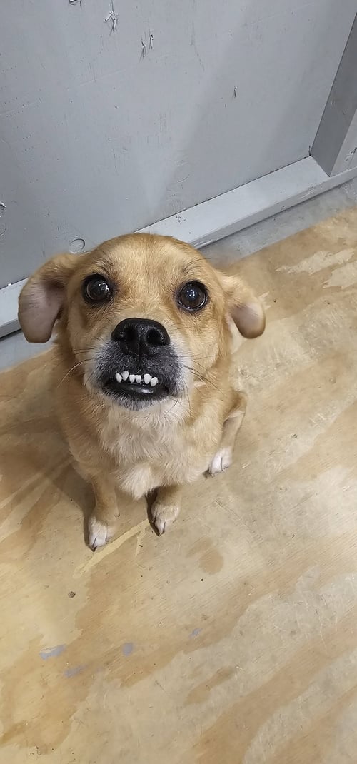 JAX- PRECIOUS PUG - Pug / Beagle available for adoption