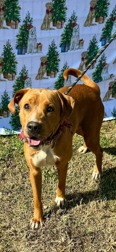BRUNO - Golden Retriever / American Staffordshire Terrier available for adoption