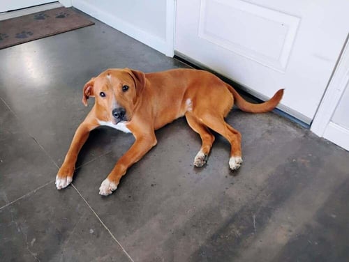 BRUNO - Golden Retriever / American Staffordshire Terrier available for adoption