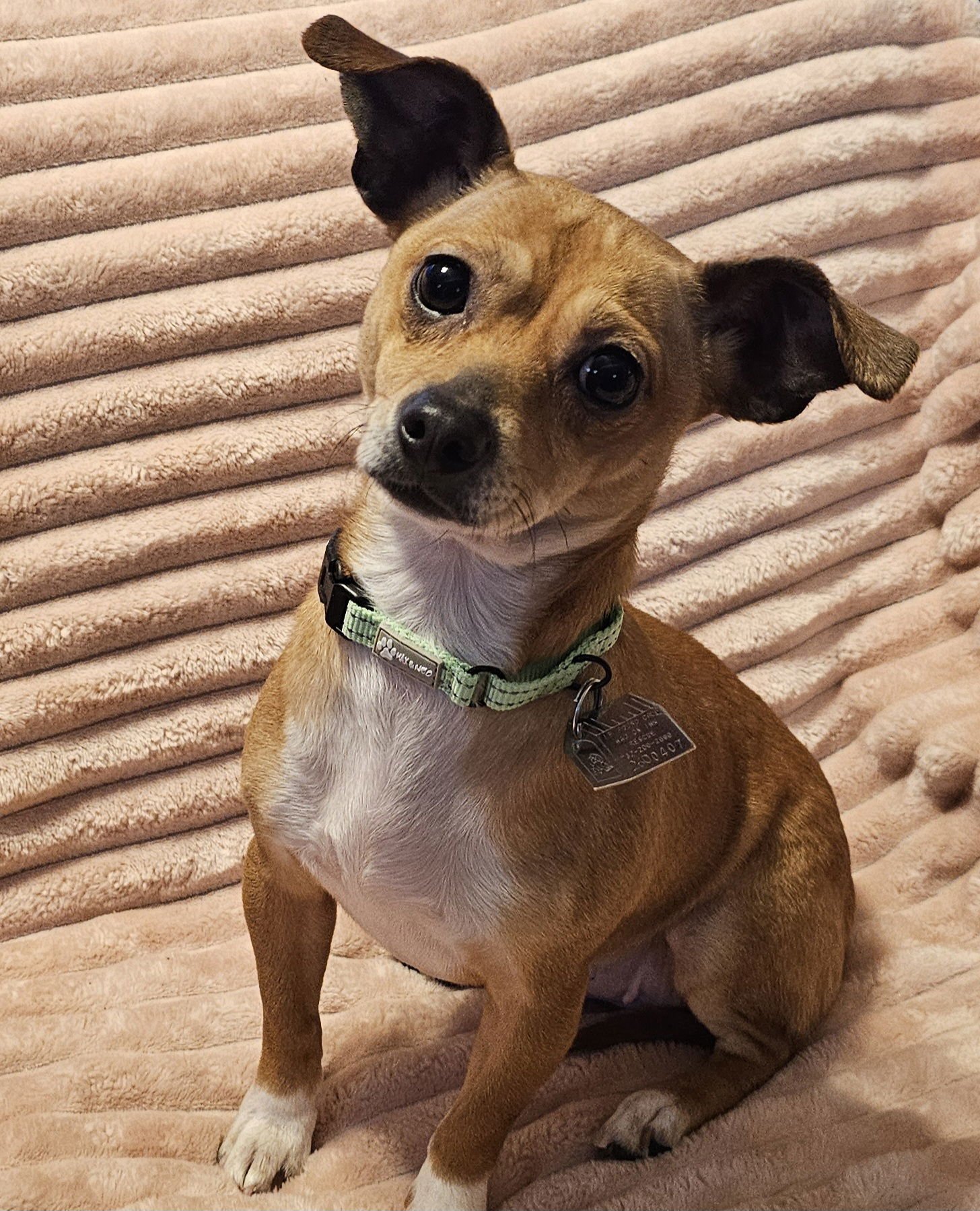 VELANI & CHANEL (MUST BE ADOPTED TOGETHER) - Chihuahua available for adoption