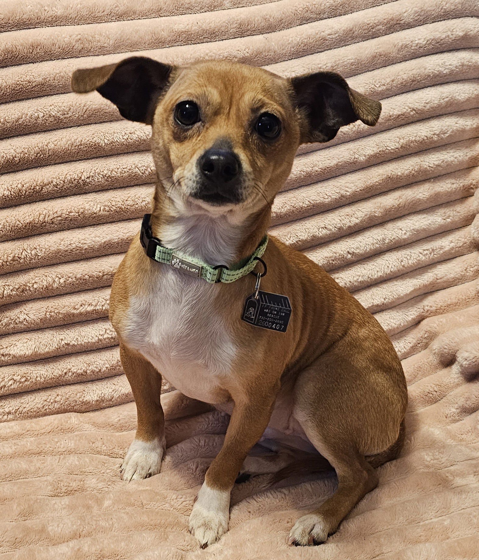 Velani & Chanel (must be adopted together) - Photo 3