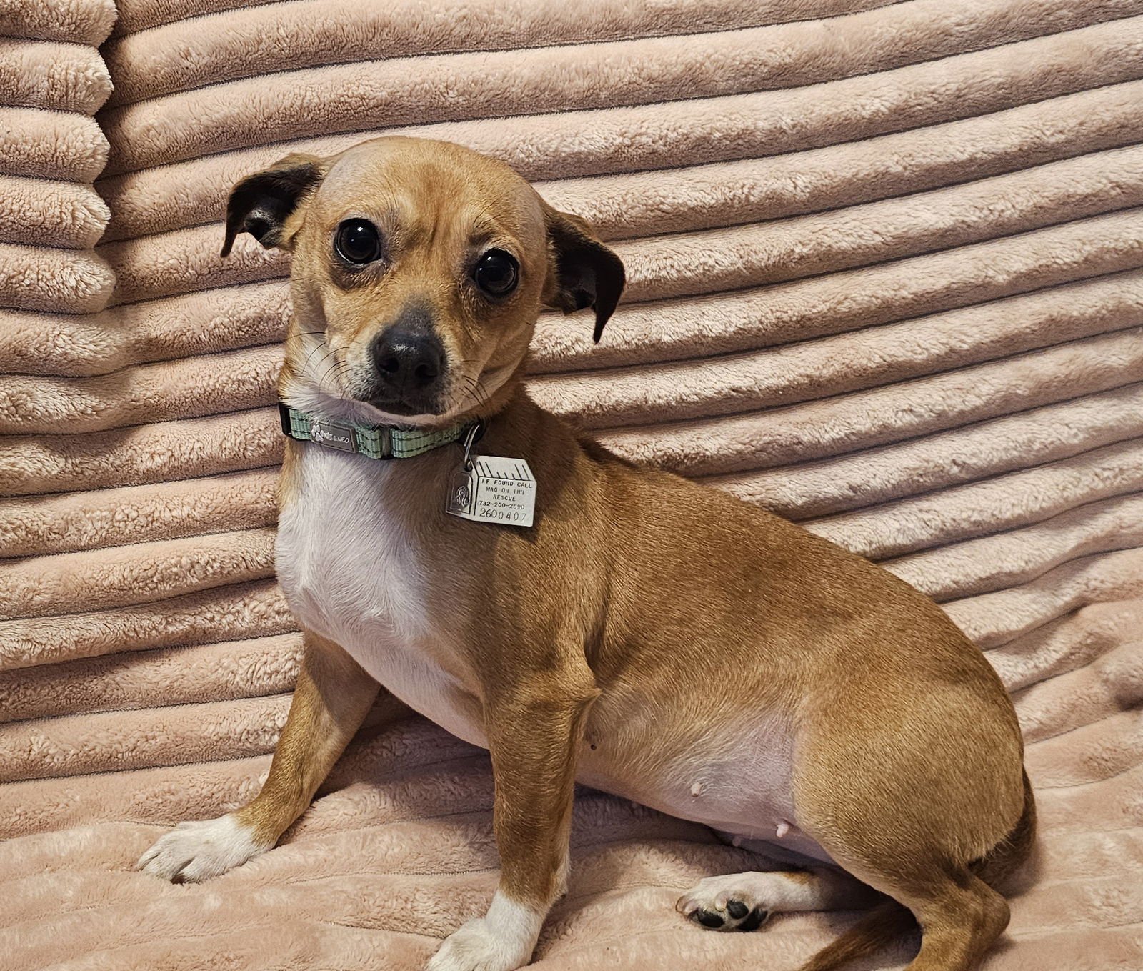 Velani & Chanel (must be adopted together) - Photo 4