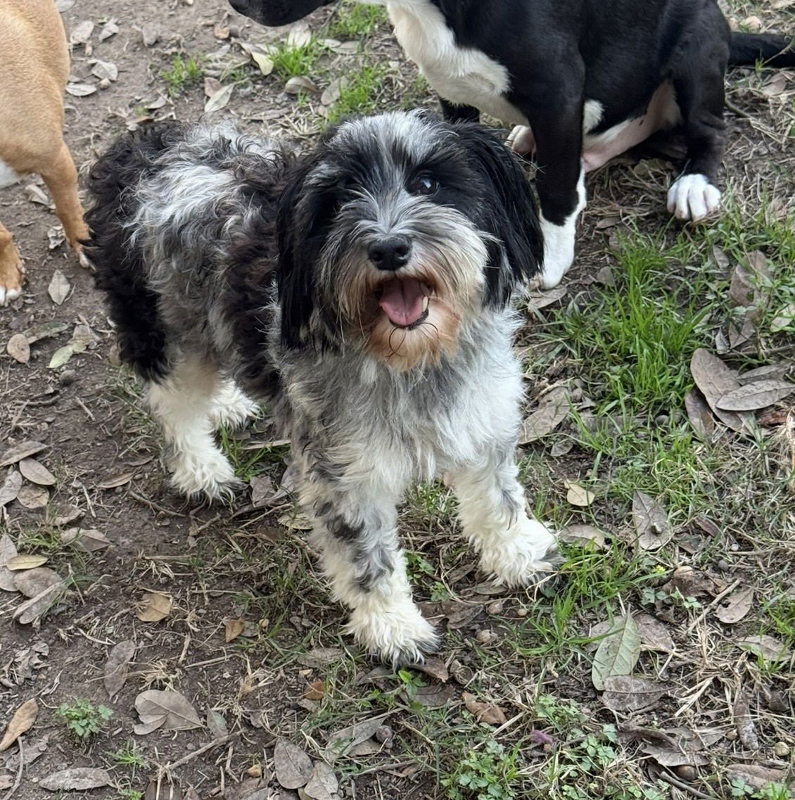 MERCEDES- TINY PRINCESS - Miniature Schnauzer available for adoption