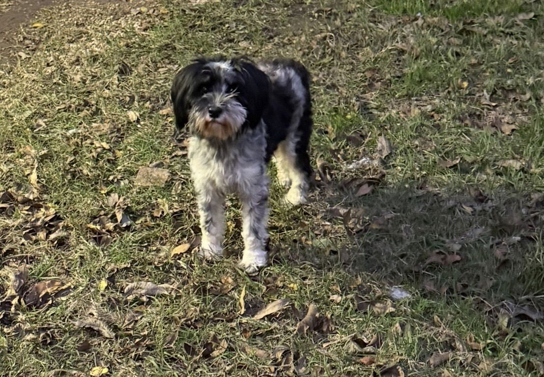 MERCEDES- TINY PRINCESS - Miniature Schnauzer available for adoption