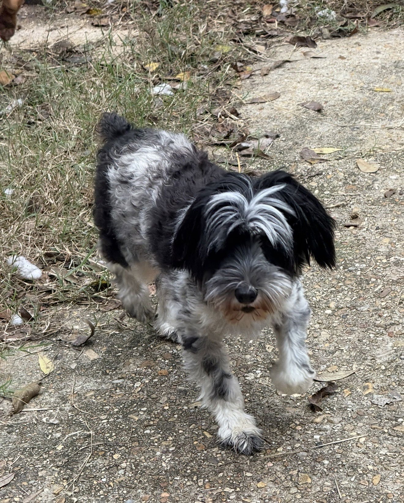 Mercedes- tiny princess - Photo 3