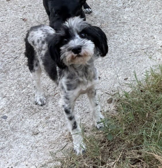 Mercedes- tiny princess - Photo 4