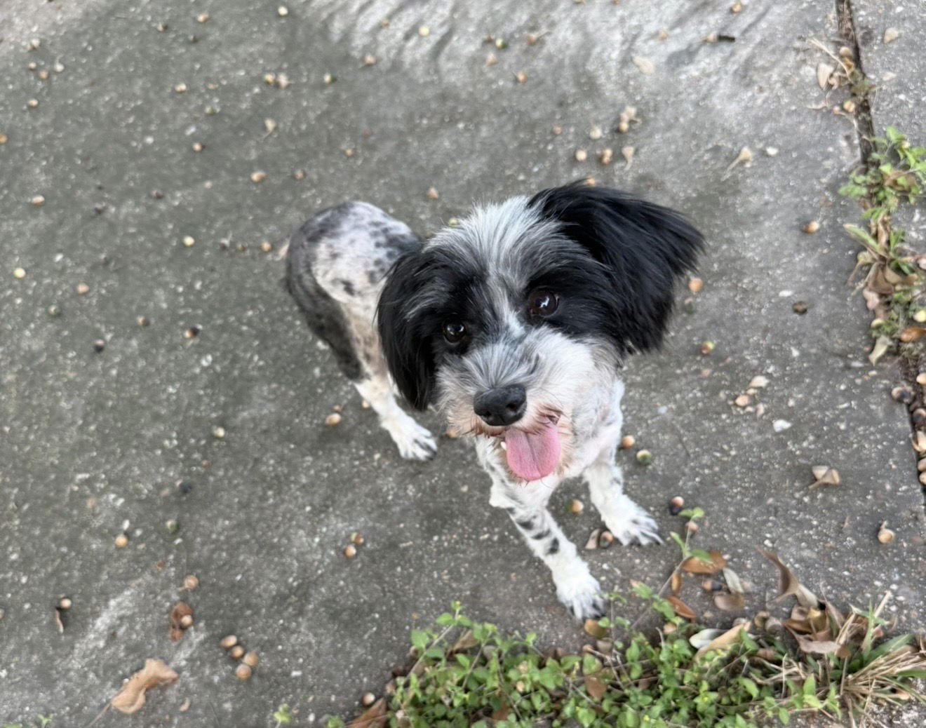 Mercedes- tiny princess - Photo 5