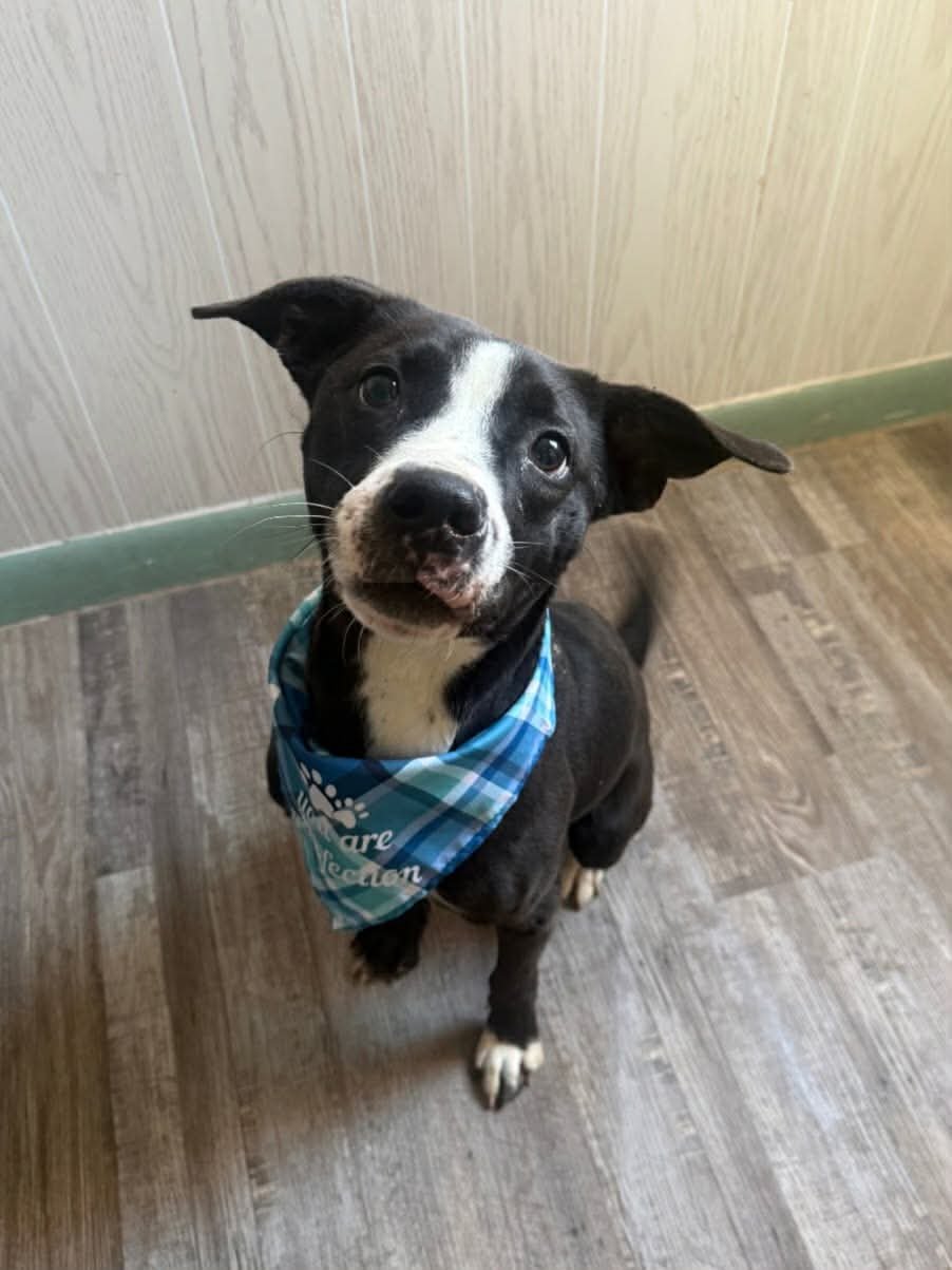 PRESTON- SWEET TRIPOD! - Pit Bull Terrier available for adoption