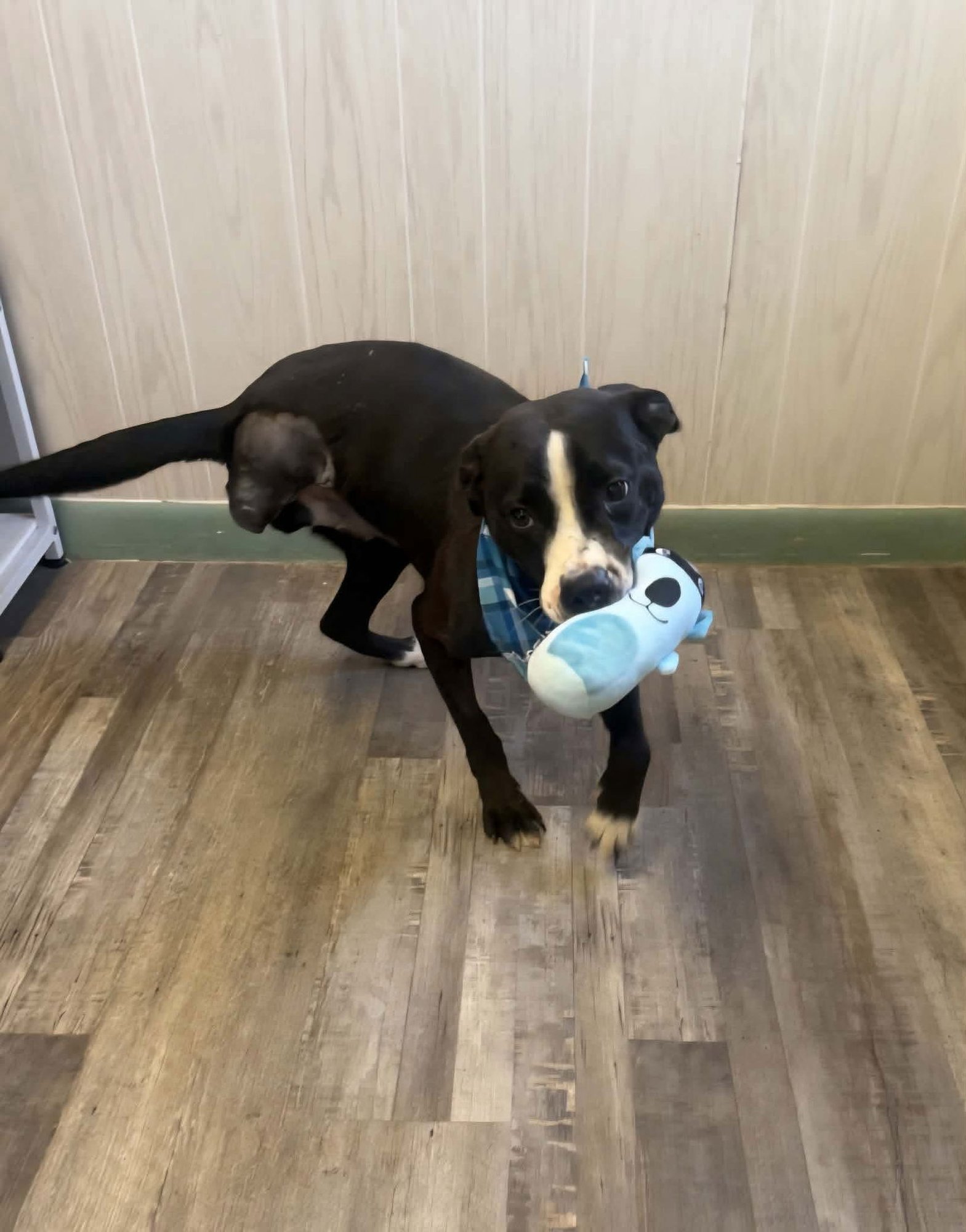 PRESTON- SWEET TRIPOD! - Pit Bull Terrier available for adoption