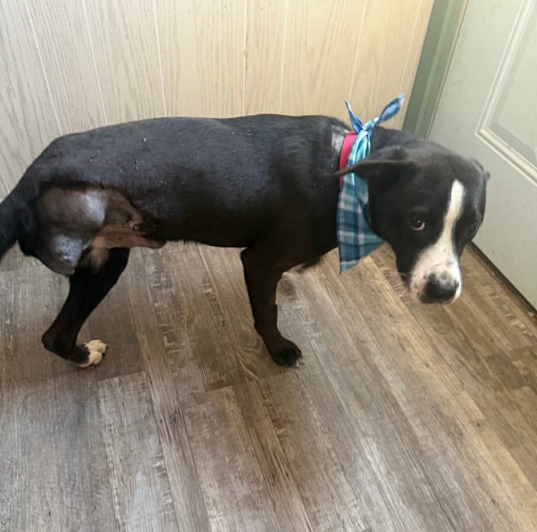 Preston- sweet tripod! - Photo 3