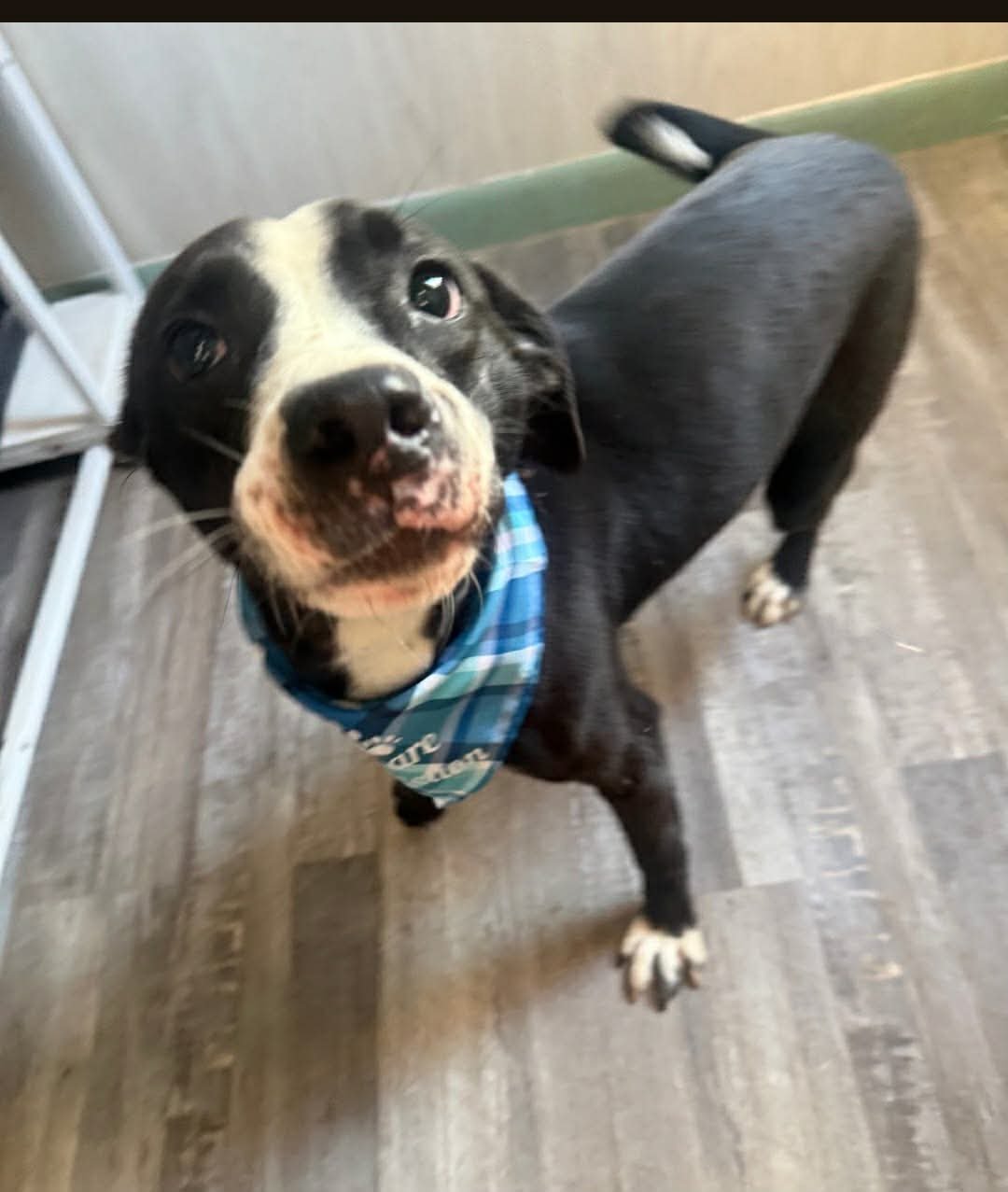 Preston- sweet tripod! - Photo 5