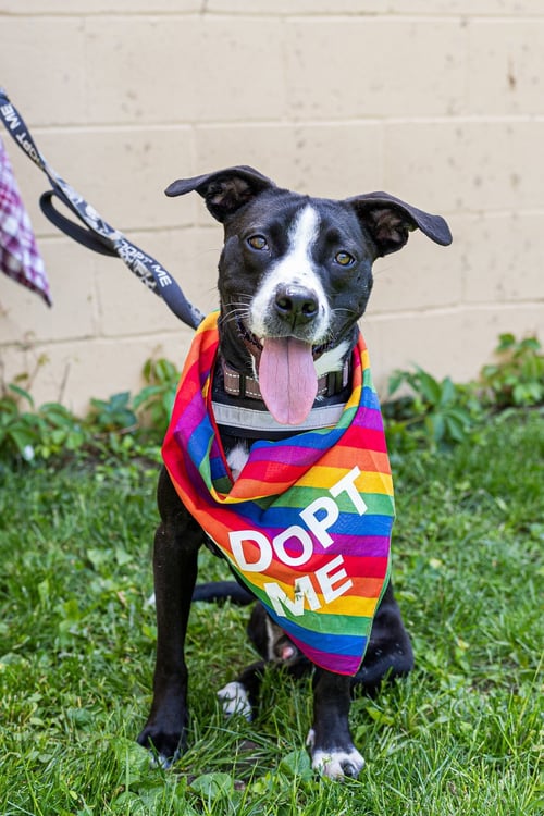 PRESTON - Pit Bull Terrier available for adoption