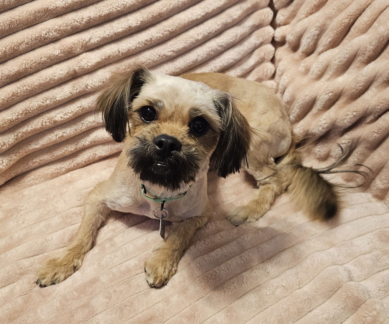 CHANEL & VELANI (MUST BE ADOPTED TOGETHER)