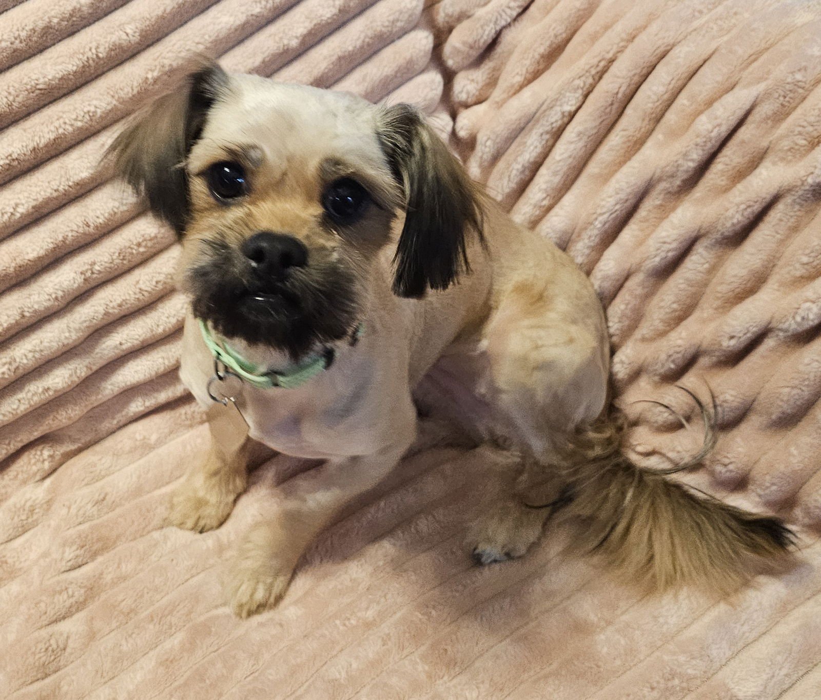 CHANEL & VELANI (MUST BE ADOPTED TOGETHER) - Shih Tzu / Pomeranian available for adoption