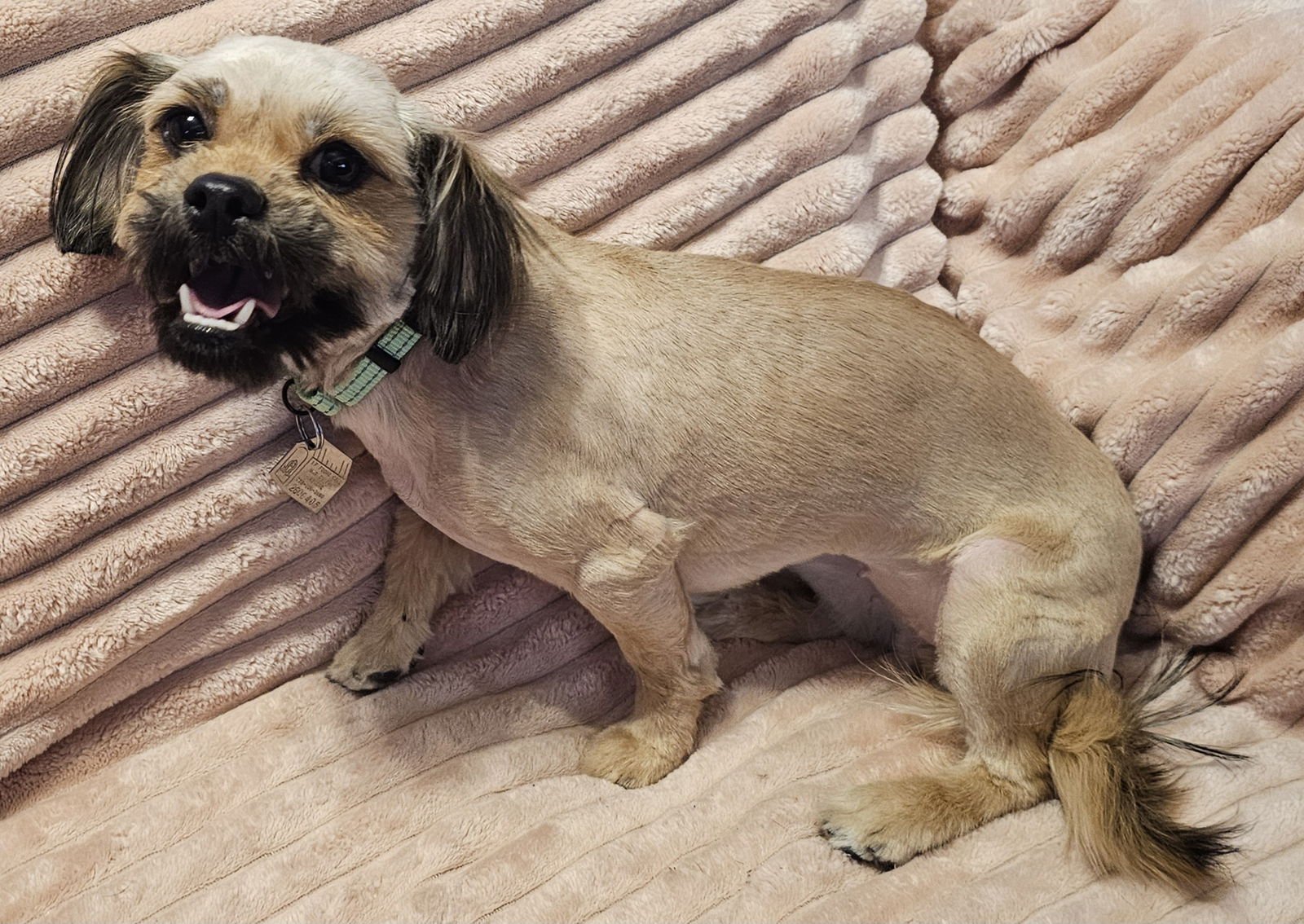 Chanel & Velani (must be adopted together) - Photo 3