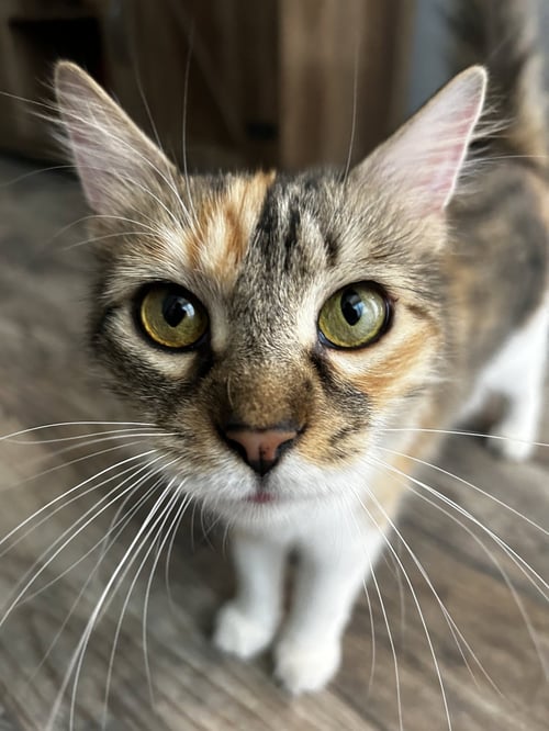 FABLE - Domestic Medium Hair available for adoption