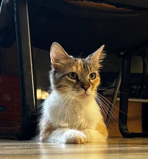 FABLE - Domestic Medium Hair available for adoption