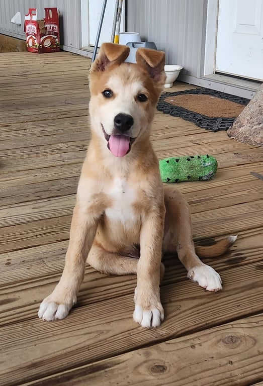 Cooper- cutest boy! Image