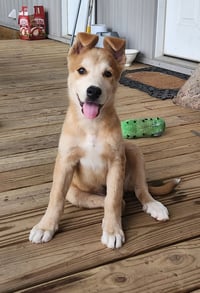 Cooper- cutest boy! - Photo 1