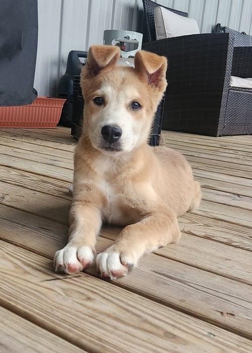 COOPER- CUTEST BOY! - Husky available for adoption