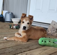 Cooper- cutest boy! - Photo 3