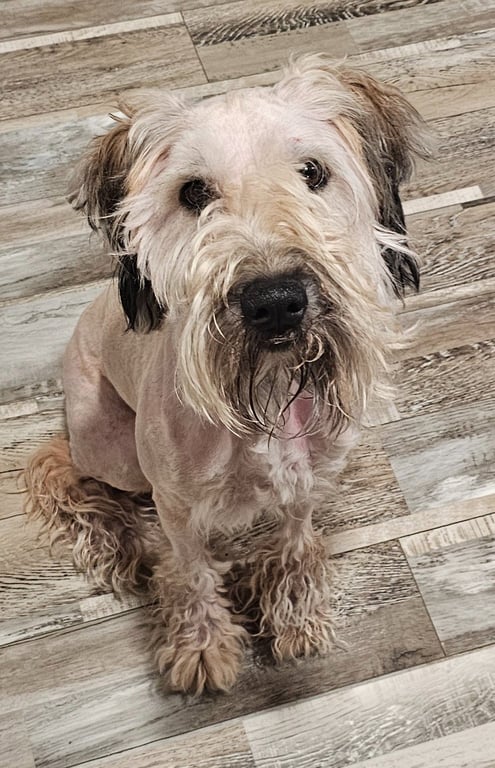 Rocky (poodle) Image