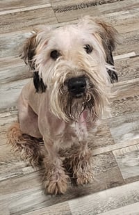 Rocky (poodle) - Photo 1