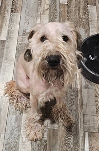 Rocky (poodle) - Photo 2