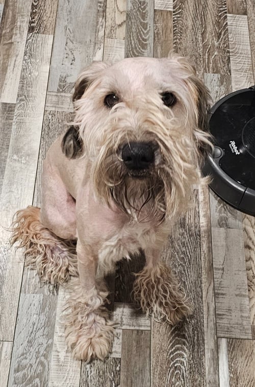 ROCKY (POODLE) - Poodle (Miniature) available for adoption