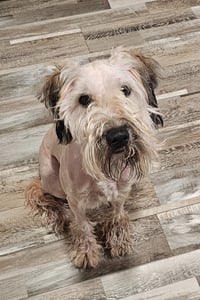 Rocky (poodle) - Photo 3