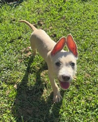 "Swiss" cheese - ADOPTION PENDING - Photo 3