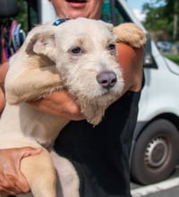 "Swiss" cheese - ADOPTION PENDING - Photo 6